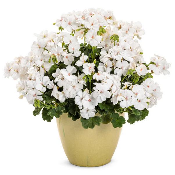 Proven Winners Direct Boldly White Geranium (Pelargonium Interspecific) - New Proven Winners Variety 2024