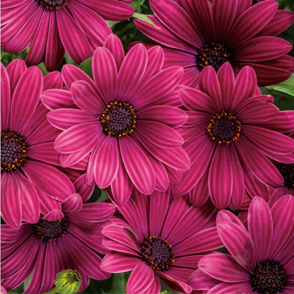 Proven Winners Direct Bright Lights Purple African Daisy (Osteospermum)