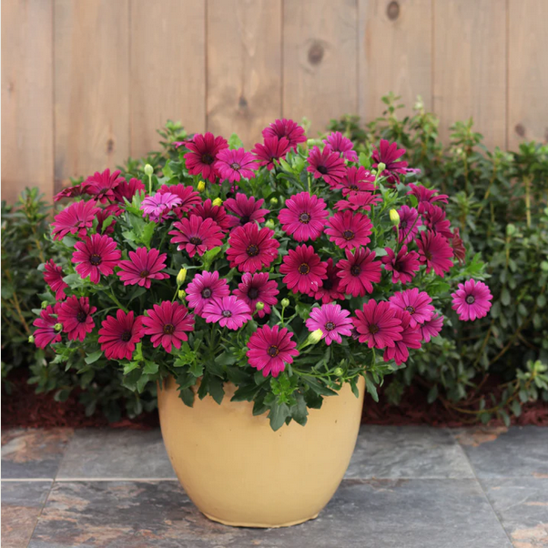 Proven Winners Direct Bright Lights Purple African Daisy (Osteospermum)