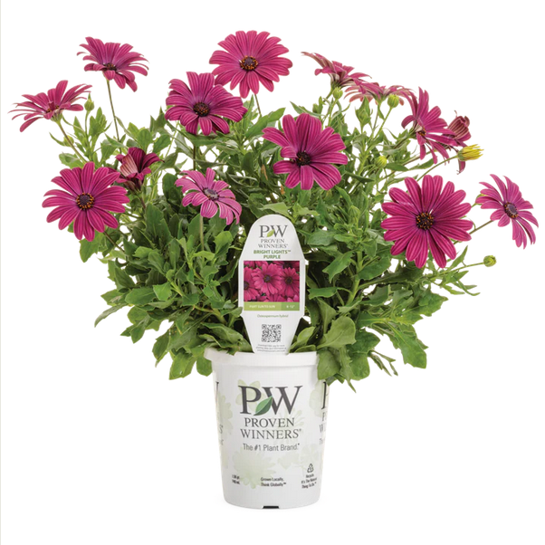 Proven Winners Direct Bright Lights Purple African Daisy (Osteospermum)