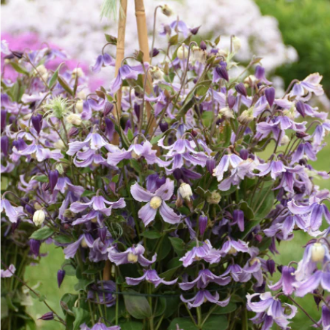 Proven Winners Direct 'Stand by Me Lavender' (Bush Clematis)