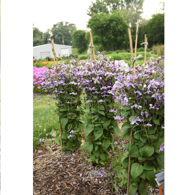 Proven Winners Direct 'Stand by Me Lavender' (Bush Clematis)