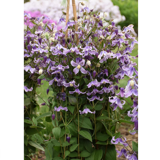 Proven Winners Direct 'Stand by Me Lavender' (Bush Clematis)