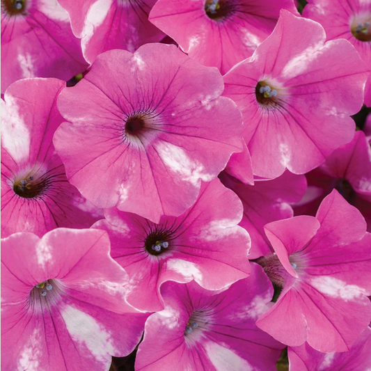 Proven Winners Direct Supertunia Raspberry Rush (Petunia)