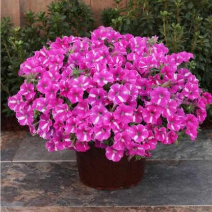 Proven Winners Direct Supertunia Raspberry Rush (Petunia)