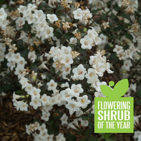 Proven Winners Direct Wine & Spirits Reblooming (Weigela) - Proven Winners 2024 Flowering Shrub of the Year