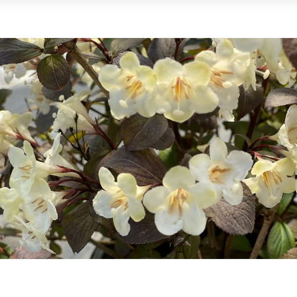 Proven Winners Direct Wine & Spirits Reblooming (Weigela) - Proven Winners 2024 Flowering Shrub of the Year