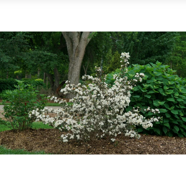 Proven Winners Direct Wine & Spirits Reblooming (Weigela) - Proven Winners 2024 Flowering Shrub of the Year