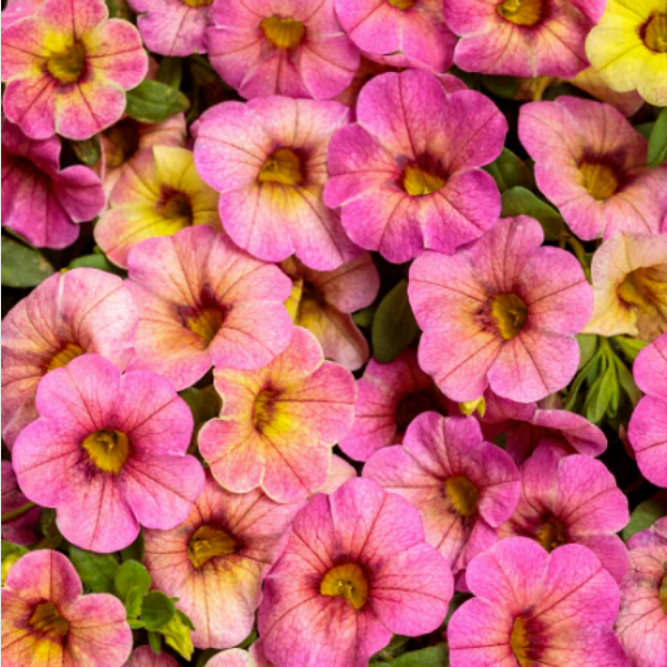 Proven Winners Direct Superbells Magic Pink Lemonade (Calibrachoa hybrid)