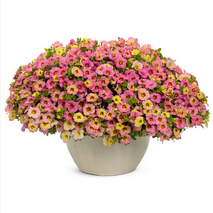 Proven Winners Direct Superbells Magic Pink Lemonade (Calibrachoa hybrid)