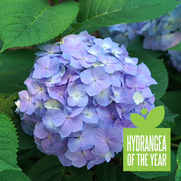 Proven Winners Direct Let's Dance Sky View Reblooming Hydrangea (Macrophylla) - Proven Winners 2024 Hydrangea of the Year