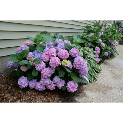 Proven Winners Direct Let's Dance Sky View Reblooming Hydrangea (Macrophylla) - Proven Winners 2024 Hydrangea of the Year