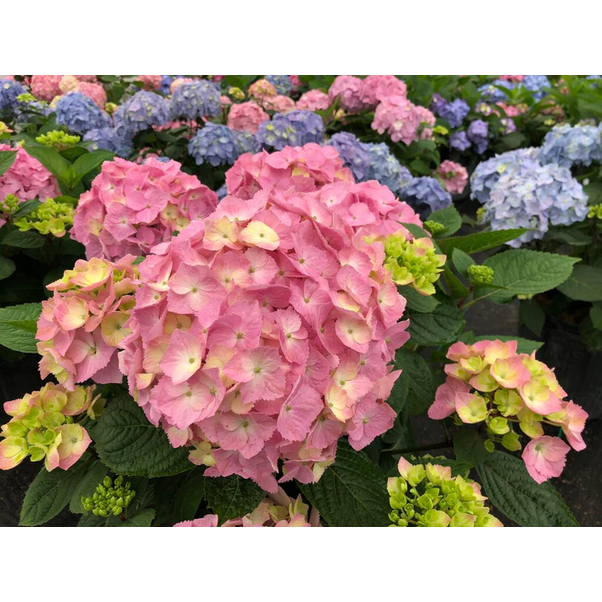 Proven Winners Direct Let's Dance Sky View Reblooming Hydrangea (Macrophylla) - Proven Winners 2024 Hydrangea of the Year