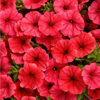 Proven Winners Direct Supertunia Mini Vista Scarlet (Petunia)