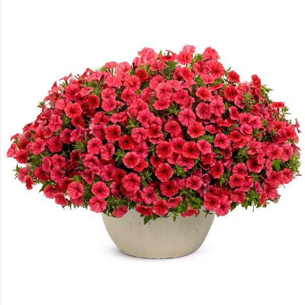 Proven Winners Direct Supertunia Mini Vista Scarlet (Petunia)