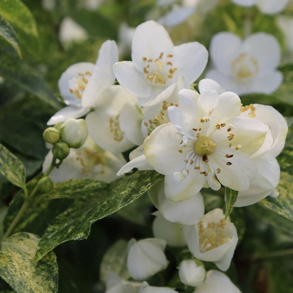 Proven Winners Direct Illuminati Sparks Mock Orange (Philadelphus)