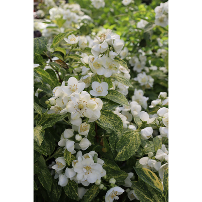 Proven Winners Direct Illuminati Sparks Mock Orange (Philadelphus)