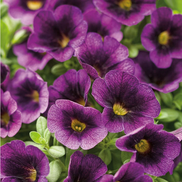 Proven Winners Direct Superbells Grape Punch (Calibrachoa)