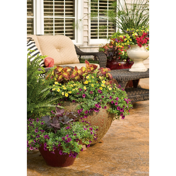 Proven Winners Direct Superbells Grape Punch (Calibrachoa)