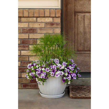 Proven Winners Direct Superbells Grape Punch (Calibrachoa)