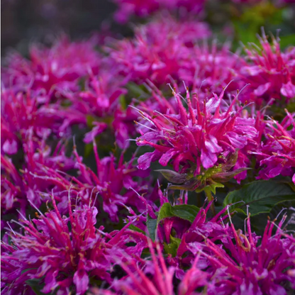 Proven Winners Direct 'Pardon My Purple' Bee Balm (Monarda)