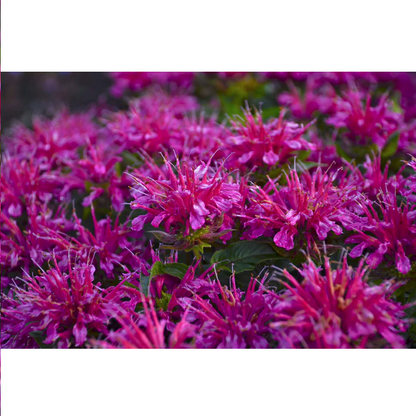 Proven Winners Direct 'Pardon My Purple' Bee Balm (Monarda)