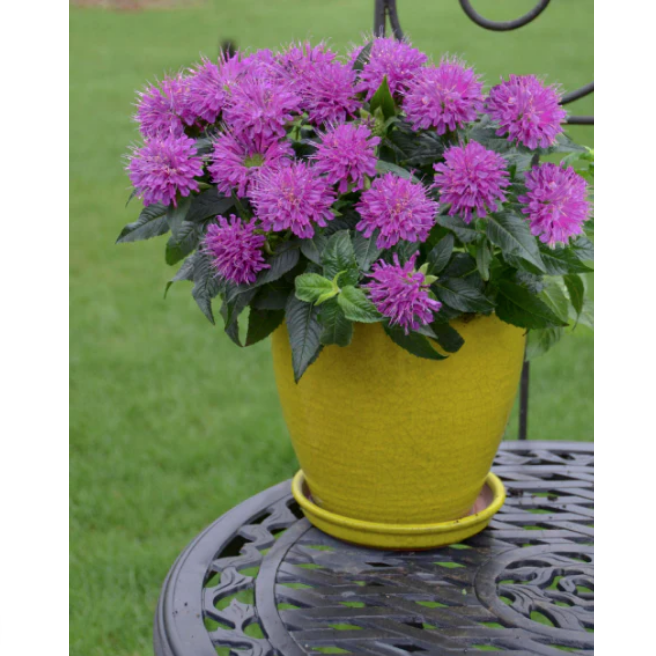 Proven Winners Direct 'Pardon My Purple' Bee Balm (Monarda)