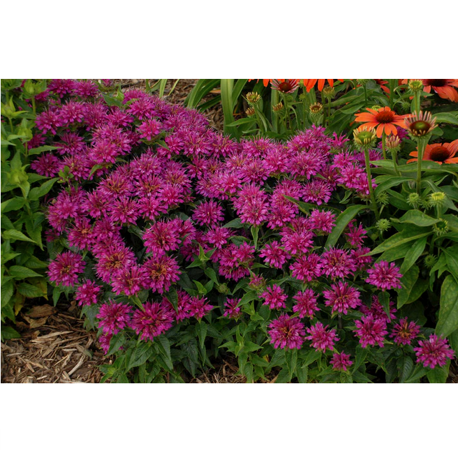 Proven Winners Direct 'Pardon My Purple' Bee Balm (Monarda)