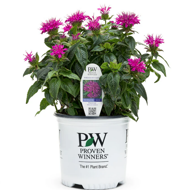 Proven Winners Direct 'Pardon My Purple' Bee Balm (Monarda)