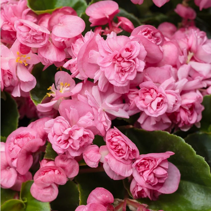 Proven Winners Direct Double Up Pink (Begonia)