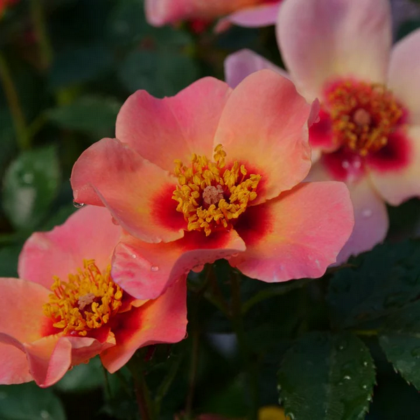 Proven Winners Direct Ringo All-Star Rose (Rosa)