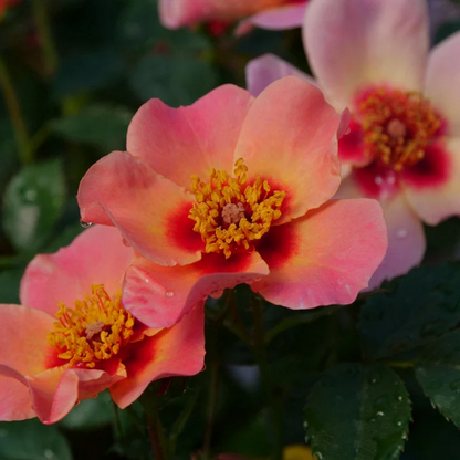 Proven Winners Direct Ringo All-Star Rose (Rosa)