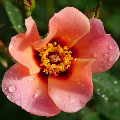 Proven Winners Direct Ringo All-Star Rose (Rosa)