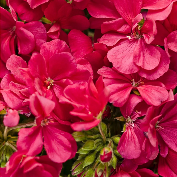 Proven Winners Direct Boldly Hot Pink Geranium (Pelargonium)