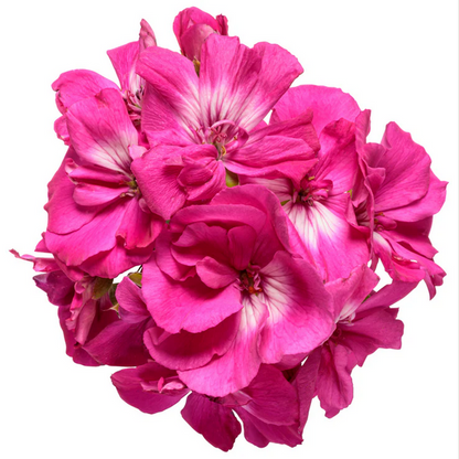 Proven Winners Direct Boldly Hot Pink Geranium (Pelargonium)