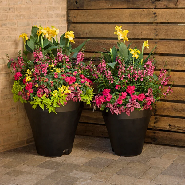 Proven Winners Direct Boldly Hot Pink Geranium (Pelargonium)