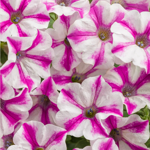 Proven Winners Direct Supertunia Lovie Dovie (Petunia)