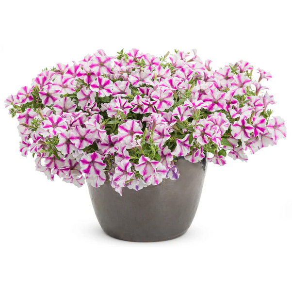 Proven Winners Direct Supertunia Lovie Dovie (Petunia)