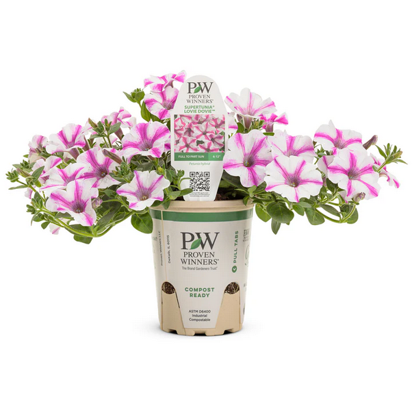 Proven Winners Direct Supertunia Lovie Dovie (Petunia)