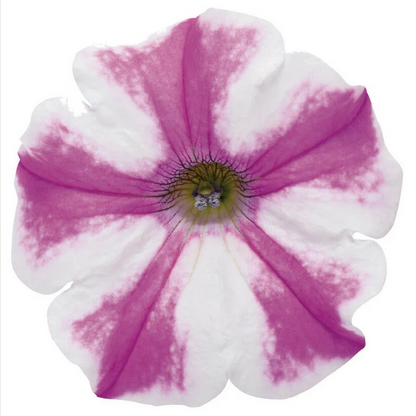 Proven Winners Direct Supertunia Lovie Dovie (Petunia)