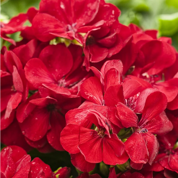 Proven Winners Direct Boldly Dark Red Geranium (Pelargonium)