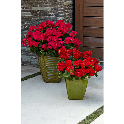 Proven Winners Direct Boldly Dark Red Geranium (Pelargonium)