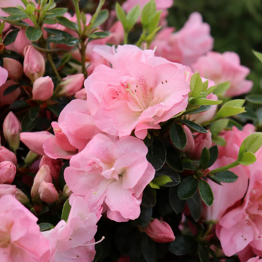 Proven Winners Direct Perfecto Mundo Pink Carpet Reblooming Azalea (Rhododendron)