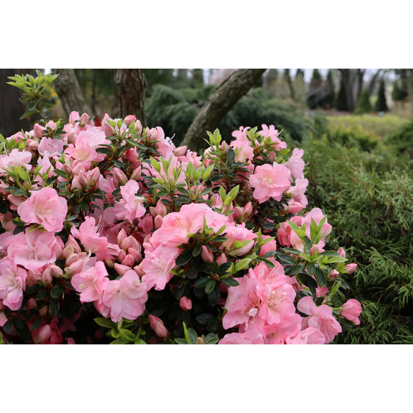 Proven Winners Direct Perfecto Mundo Pink Carpet Reblooming Azalea (Rhododendron)