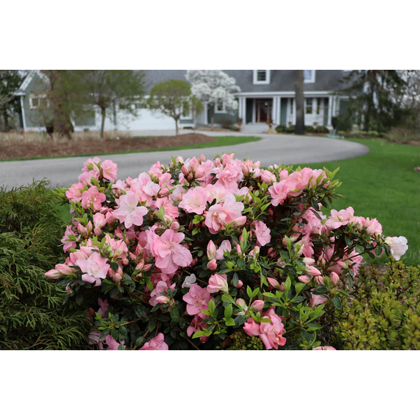 Proven Winners Direct Perfecto Mundo Pink Carpet Reblooming Azalea (Rhododendron)