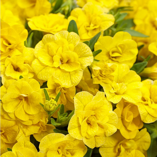 Proven Winners Direct Superbells Double Yellow (Calibrachoa)