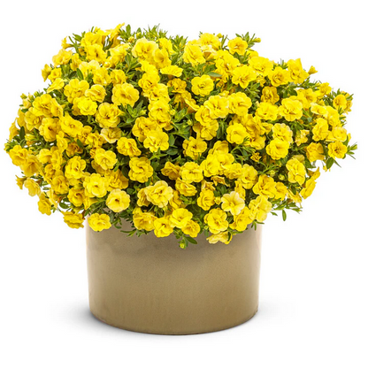 Proven Winners Direct Superbells Double Yellow (Calibrachoa)