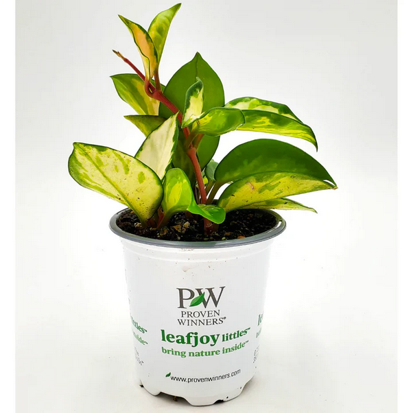 Proven Winners Direct leafjoy littles Green Light Wax Vine (Hoya) - New Proven Winners Product 2024