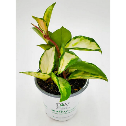 Proven Winners Direct leafjoy littles Green Light Wax Vine (Hoya) - New Proven Winners Product 2024