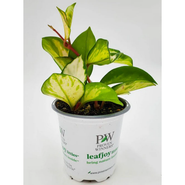 Proven Winners Direct leafjoy littles Green Light Wax Vine (Hoya) - New Proven Winners Product 2024